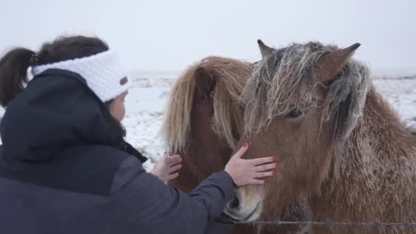Zlanda Zlanda Atlarına Dokunan Bir Kadın — Stok video