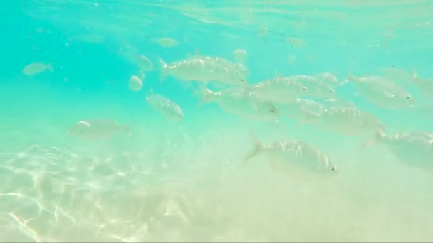 西班牙加那利群岛弗尔特文图拉的银鱼学校在洋底游泳 — 图库视频影像