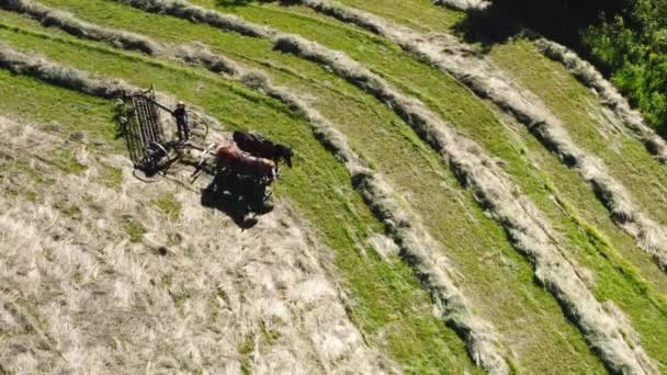 Amish Farm Boy Στο Άλογο Έλκει Τρακτέρ Bailing Hay — Αρχείο Βίντεο