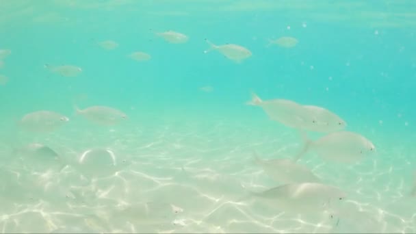 Podwodna Scena Szkoły Ryb Pływających Pod Oceanem Wyspie Fuerteventura Hiszpanii — Wideo stockowe