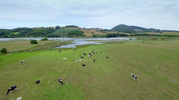 Vista Aérea Hierba Verde Cantabria España Con Animales Disparo Dron — Vídeo de stock