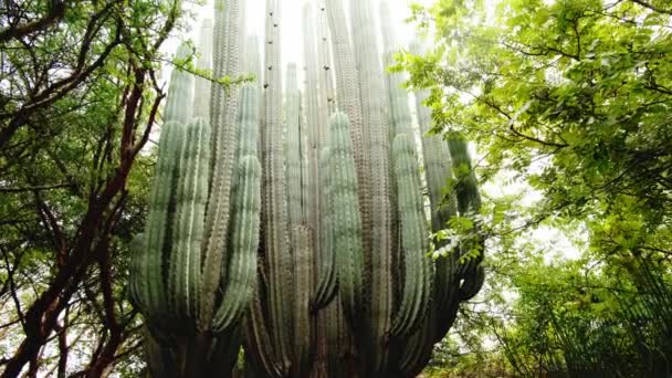 Den Saguaro Kaktus Carnegiea Gigantea Jätte Kaktus Skogen Öknen Luta — Stockvideo