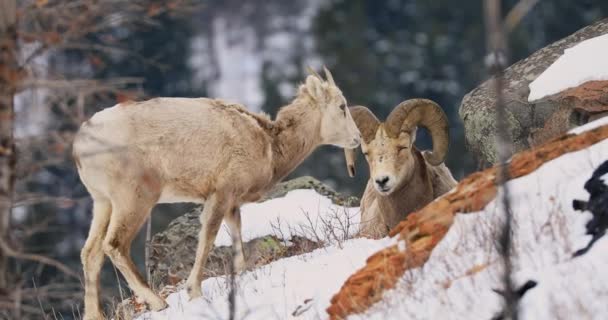 Junge Große Hornschafe Laufen Den Schneebedeckten Hang Hinauf Erwachsene Legen — Stockvideo