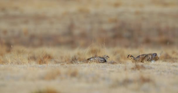 Sharp Tailed Grouse Fighting Dominance Lek Courtship Display — Stock Video