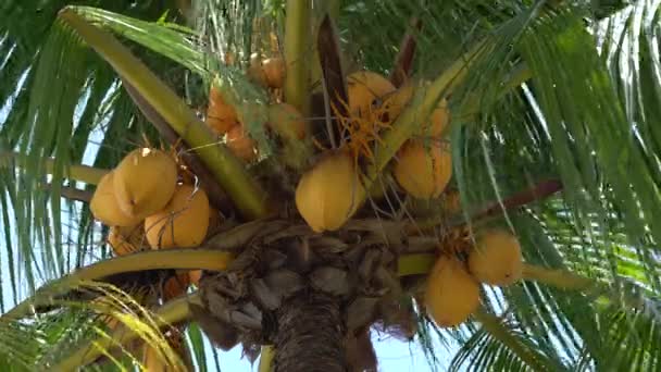 Kokosy Palmie Bliska Wiatr Zielonych Liściach Przed Błękitnym Niebem — Wideo stockowe