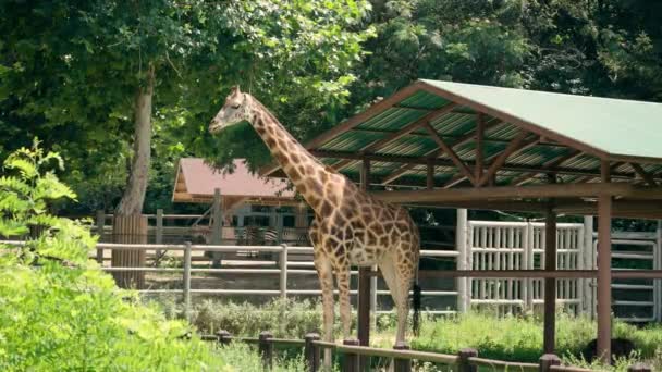 Giraffe Seoul Grand Park Zoo South Korea — Stock Video
