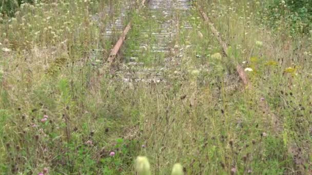 Natureza Ultrapassou Completamente Seu Lugar Nesta Estrada Ferro Abandonada — Vídeo de Stock