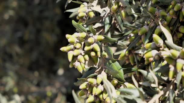 Detail Des Olivenbaums Olea Europaea Mit Beweglichen Grünen Zweigen Einer — Stockvideo