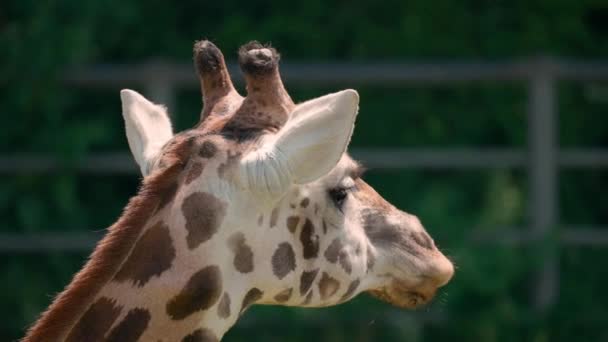 Face Close Girafa Mastigação — Vídeo de Stock