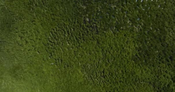 ジョージア州のTabatskuri湖の端にあるマーシュで一般的なクレーンのトップビュー 空中ドローン — ストック動画