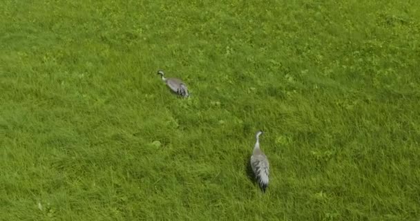 Gürcistan Daki Tabatskuri Gölü Yakınlarındaki Grassy Bataklığında Avrasya Turna Kuşları — Stok video