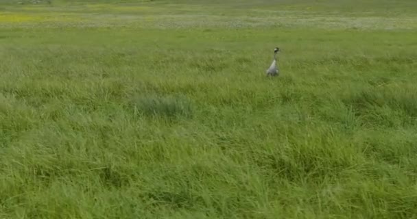 Kraanvogels Die Het Grasland Staan Met Lang Groen Gras Vanuit — Stockvideo