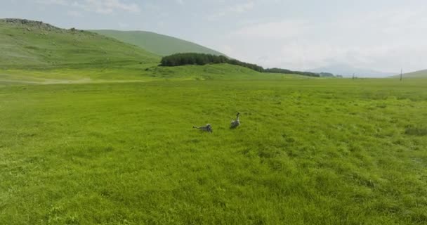 Dua Cranes Eurasia Vegetated Swamp Tabatskuri Lake Georgia Windy Day — Stok Video