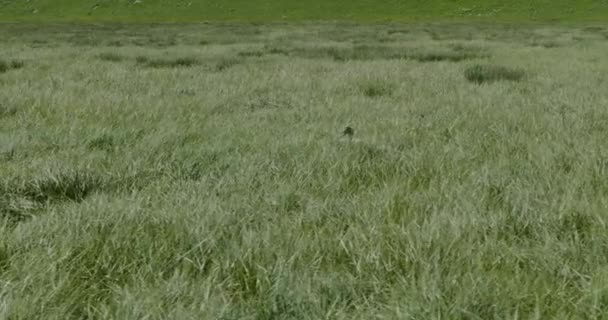 Common Crane Walking Midst Tall Green Grass Swamp Low Aerial — Stock Video