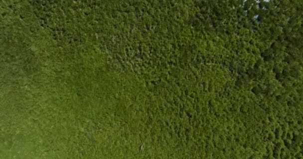Visão Aérea Green Grassland Durante Dia Antena — Vídeo de Stock
