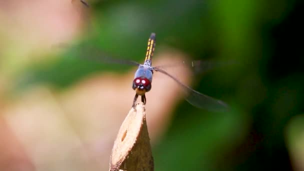 Ważka Zbliżenie Makro Wideo Niebieski Poszukiwacz Kongeneru Potamarcha Insect Hunter — Wideo stockowe
