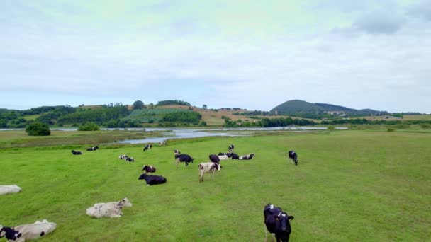 Aerial View Group Caw Feeding Meadow Green Grass Ajo Village — Stock Video