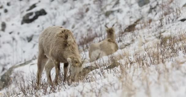 Dickhornschafe Graben Winter Alberta Kanada Verschneite Hügel Nahrung Finden Statisch — Stockvideo