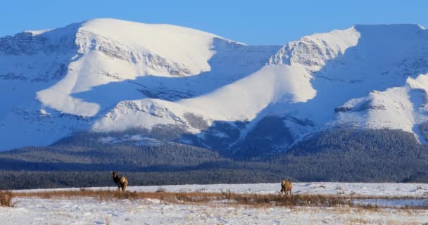 Kanada Alberta Nın Vahşi Doğasında Karlar Içinde Otlayan Bir Çift — Stok video
