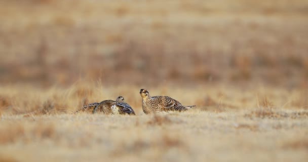 Territorial Sharptail Grouse Fighting Dominance Lek North America — Stock Video