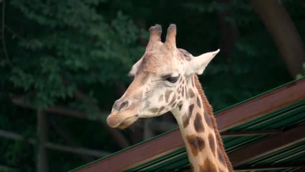 Langzame Beweging Van Giraffe Het Eten Van Gras — Stockvideo