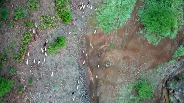 Luchtfoto Van Geiten Weg Naar Herder Ngorongoro Conservation Area Tanzania — Stockvideo