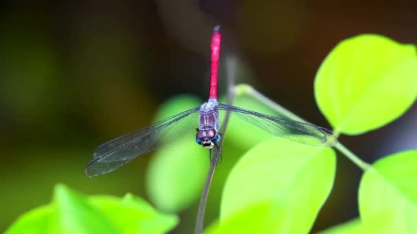 Dragonfly Closeup Macro Βίντεο Pruinosed Bloodtail Lathrecista Asiatica Asiatica Έντομο — Αρχείο Βίντεο