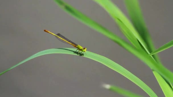 Damselfly Стрекоза Крупный План Макро Видео Желтый Восковой Хвост Ceriagrion — стоковое видео