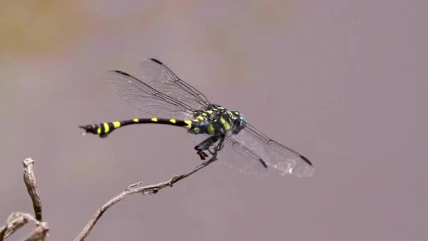 Dragonfly Closeup Macro Video Rapacious Flangetail Ictinogomphus Rapaxis Insect Hunter — Stock Video