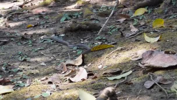 Eine Kleine Aber Sehr Giftige Schlange Wird Sai Yok Nationalpark — Stockvideo