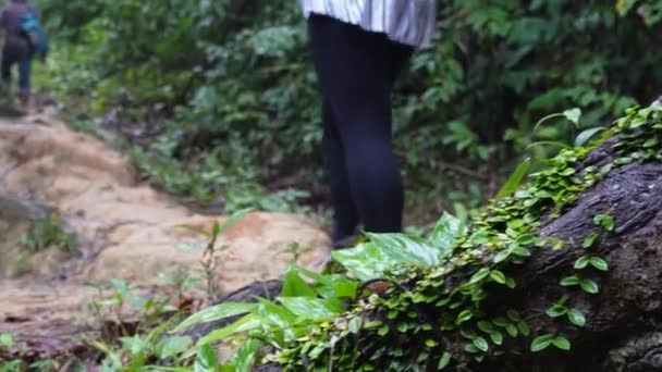 Two People Trekking Middle Jungle Khao Sok National Park Thailand — Stock Video