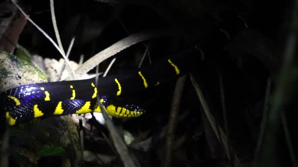 Żółty Czarny Wąż Jest Zauważany Środku Nocy Dżungli Khao Sok — Wideo stockowe