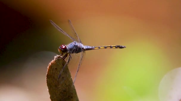 Dragonfly Primer Plano Macro Vídeo Perseguidor Azul Potamarcha Congener Insect — Vídeos de Stock