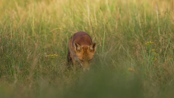 フロントショットの好奇心赤いキツネで背の高い草の中に直接カメラに向かって歩く — ストック動画