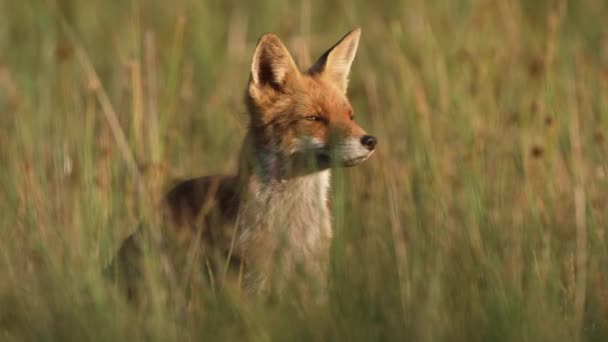 Schöne Rotfuchsfüchsin Langen Wiesengras Frontal Niedriger Winkel — Stockvideo