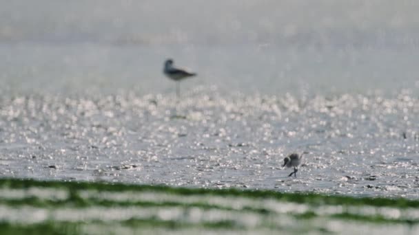 Cute Baby Kluut Bird Wander Explore Exposed Seabed Low Tide — Stock Video