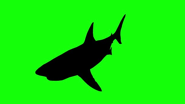 Silhouette Great White Shark Swimming Green Screen Perspective View Animal — Stock Video
