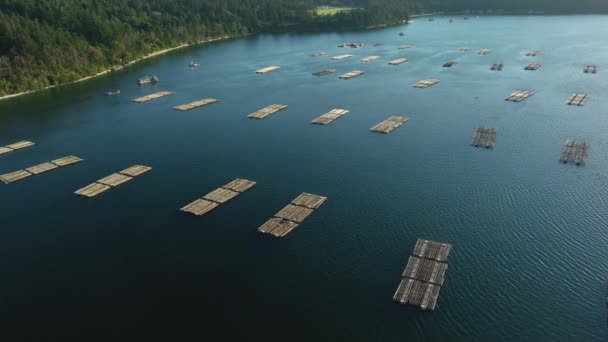 Orbiting Overhead Aerial View Mussel Farm Docks Penn Cove Washington — Stock Video