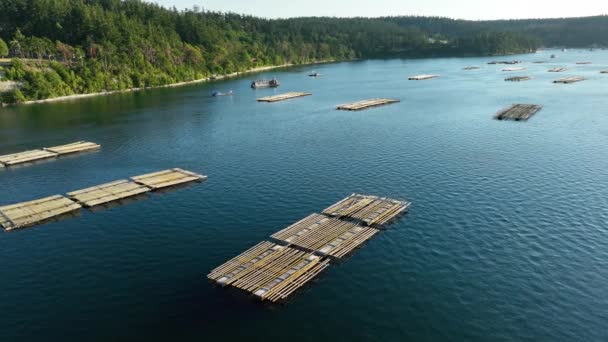 Drone Shot Mussel Farms Penn Cove Whidbey Island — Stock Video