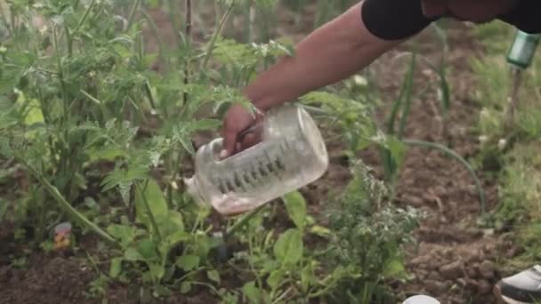Lateinischer Mann Kauert Beim Gießen Von Gemüsepflanzen Mit Einem Wasserkrug — Stockvideo