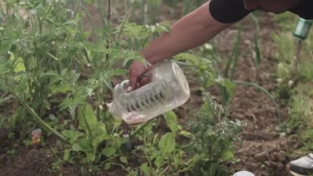 庭に水のジャグで野菜の植物を散水しながら ラテン人はうずくまって — ストック動画