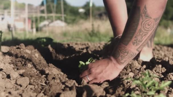 Close Shot Van Latijnse Handen Planten Droge Grond Van Een — Stockvideo