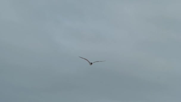 Une Mouette Passe Par Plage Par Temps Nuageux — Video