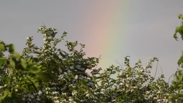 Bortom Eken Blommor Och Bladverk Regnbågens Färger — Stockvideo