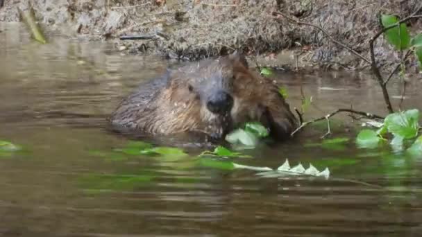 Castor Americano Almorzando Río Solo Humedal Hábitat Natural Comiendo Hojas — Vídeos de Stock