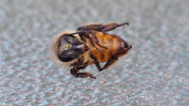 Une Abeille Domestique Aux Prises Avec Épuisement Thermique Lors Une — Video