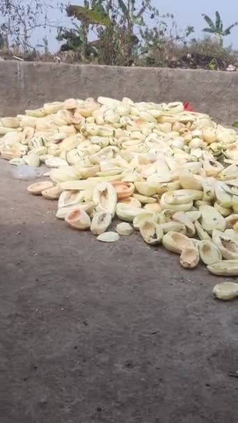 Der Haufen Getrockneter Papaya Auf Dem Feld Indien — Stockvideo