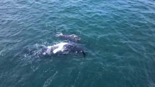 Baleia Bezerro Nuzzles Sua Mãe Flutuando Suas Costas Cape Whale — Vídeo de Stock