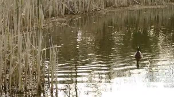 Οικογένεια Πάπιας Mallard Απολαμβάνει Την Ανοιξιάτικη Περίοδο Στη Λίμνη Ακόμα — Αρχείο Βίντεο