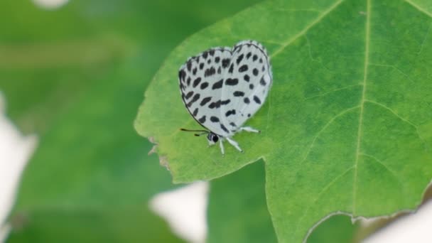 Κοινή Πεταλούδα Pierrot Σκαρφαλωμένη Ένα Πράσινο Φύλλο — Αρχείο Βίντεο